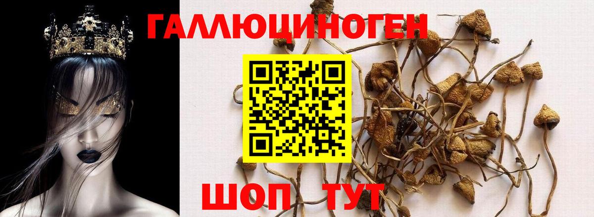 Псилоцибиновые грибы мицелий  Дятьково 